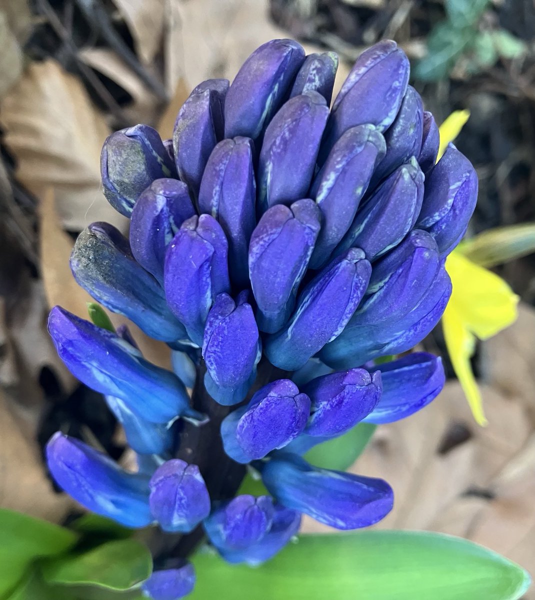 Beautiful Garden tweet media