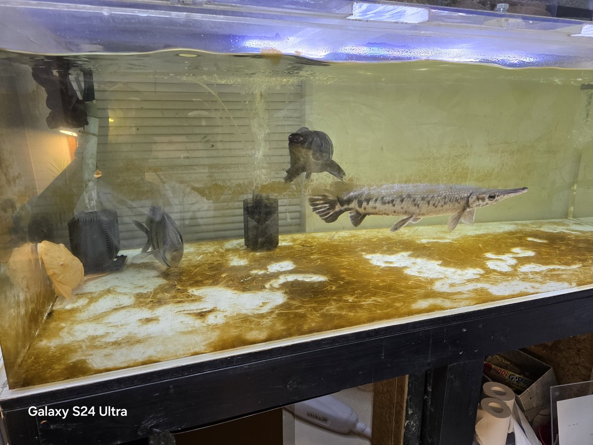 リースノー tweet media