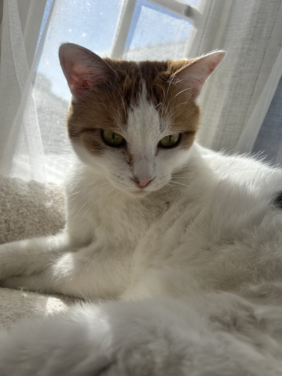 あけ坊の妹と、ママですฅ^•ω•^ฅ
そして、ちゃーびーの娘！

うちの子になってくれてありがとう！
 #ミーシス さんとのご縁に感謝💖