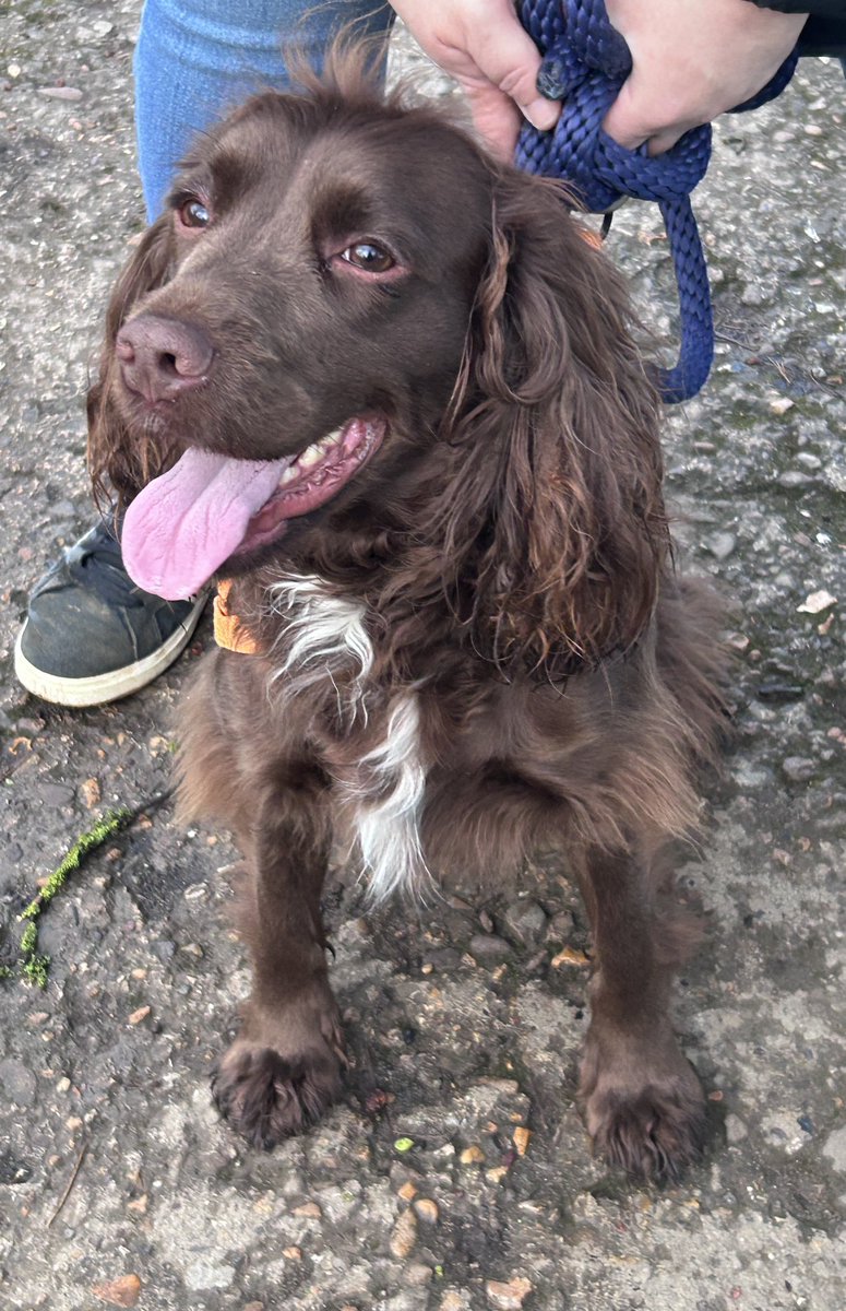 💛 sarah clare 💙 tweet media