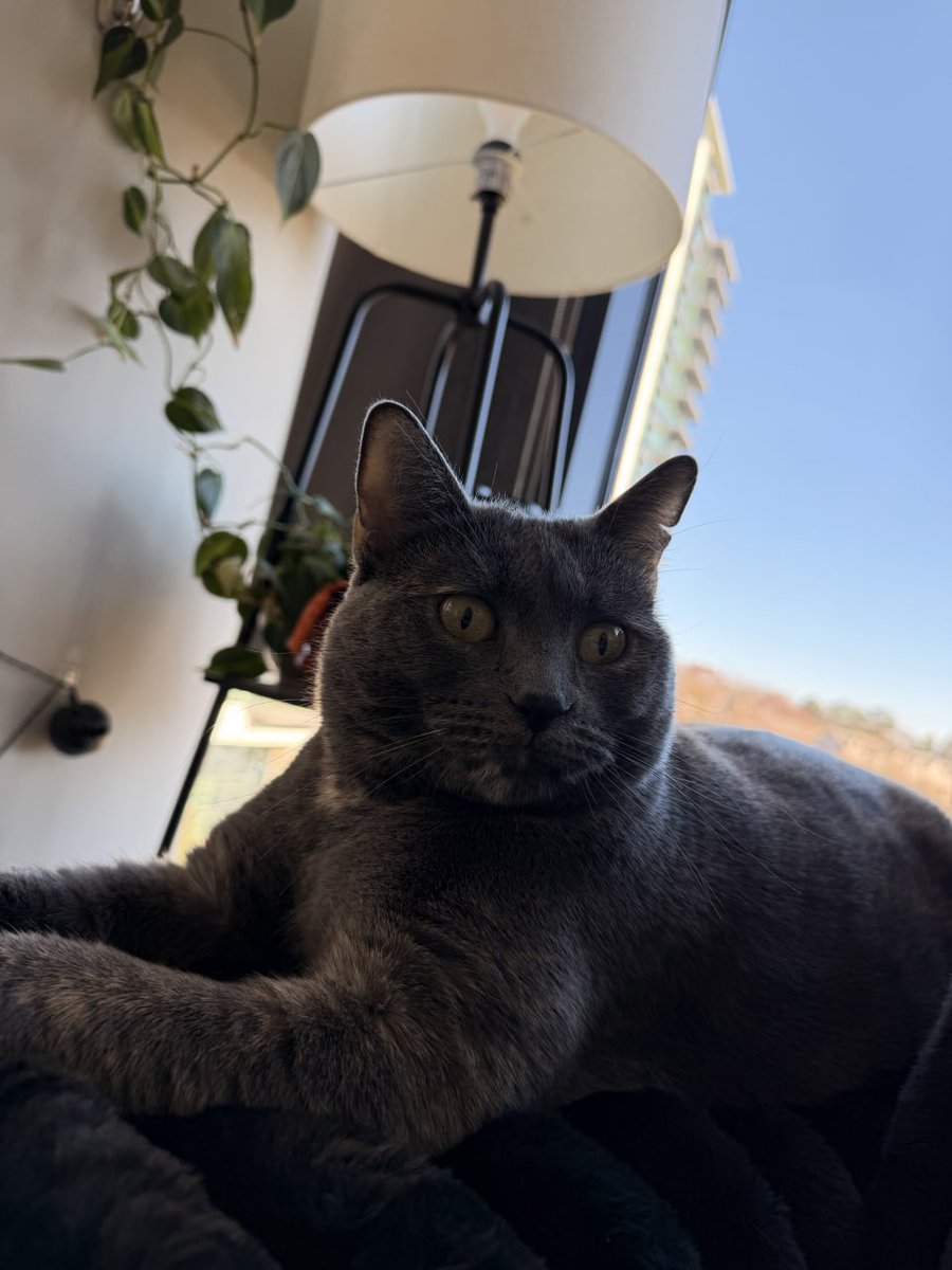 darkfairyray's tweet photo. my cat runs this house https://t.co/3PYfc7i0tK