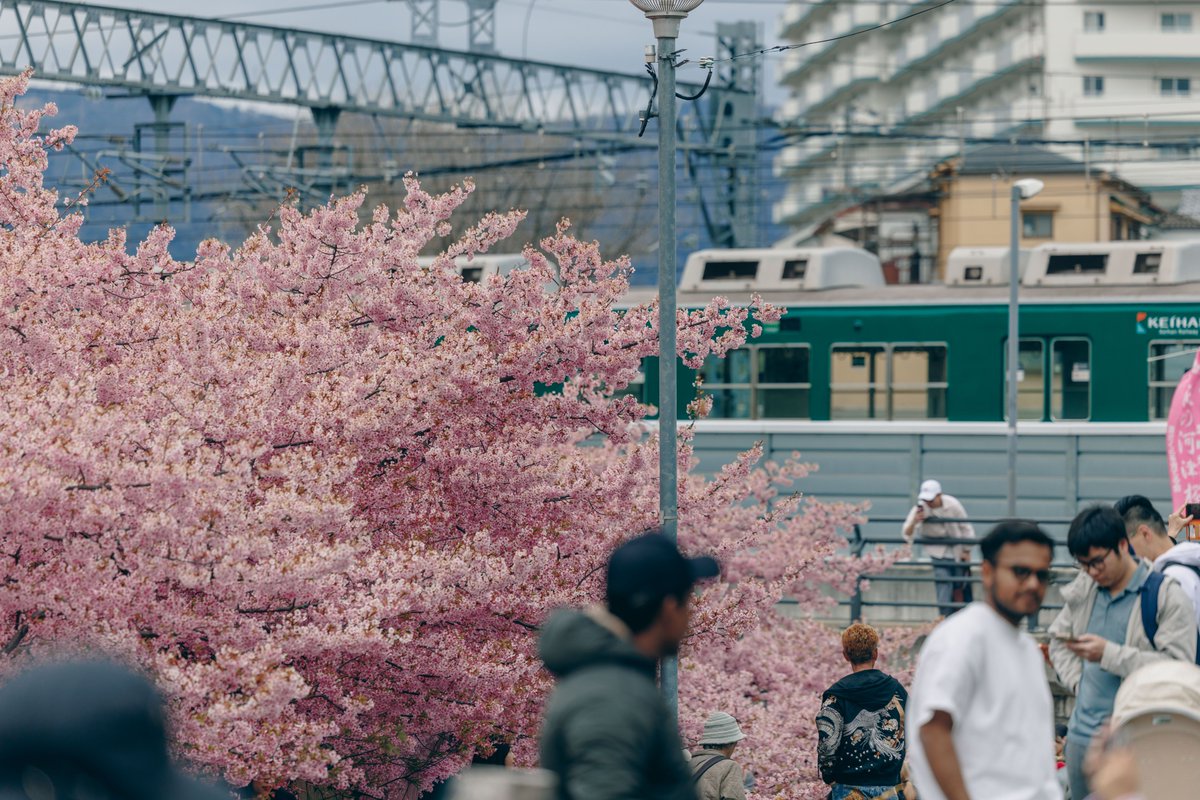 x2_0v's tweet photo. 淀の河津桜
#河津桜 #淀水路 #淀の河津桜 https://t.co/bG9yPZEBOz