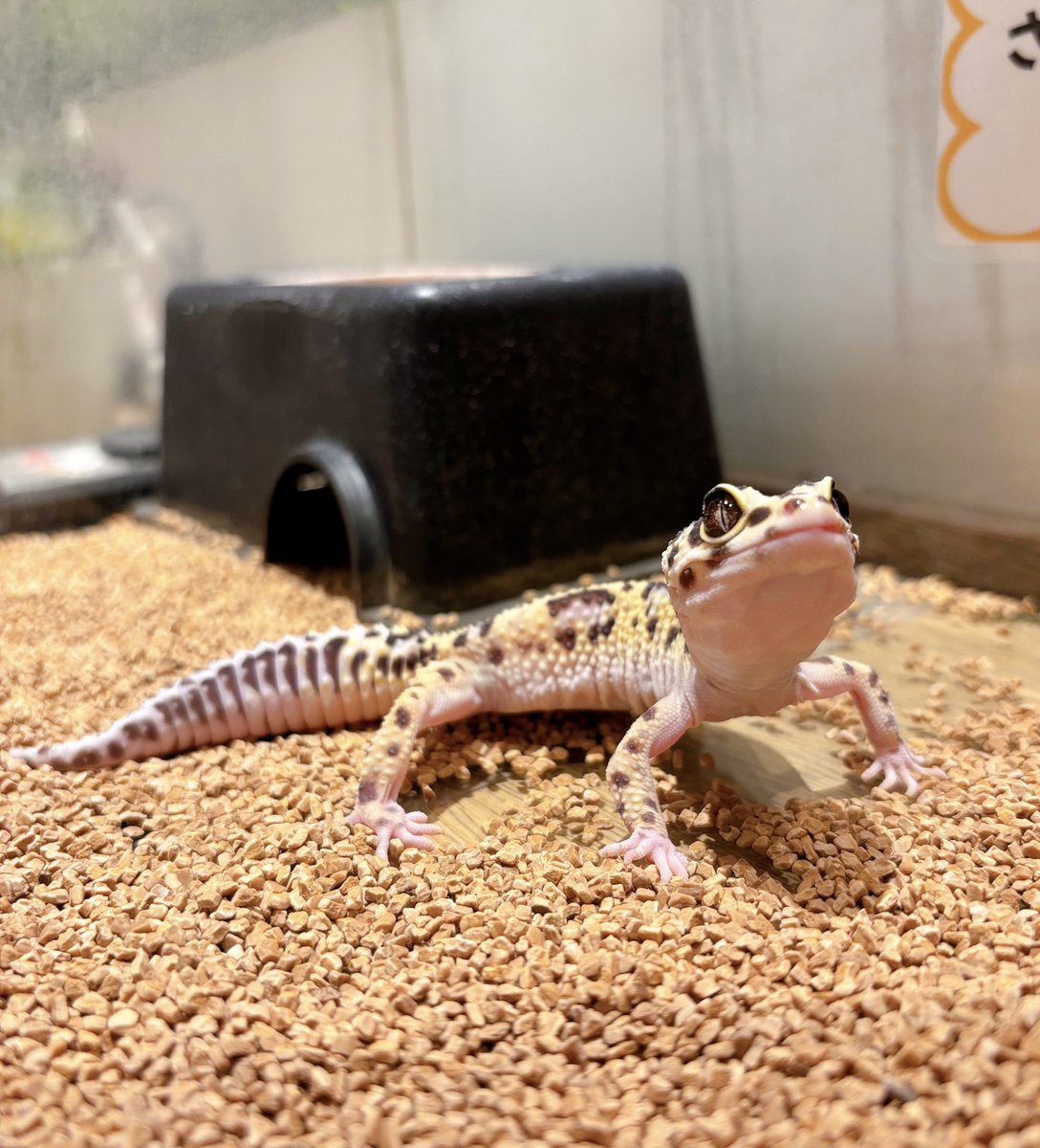 なにか考え事中のトカゲちゃん🦎💭

本日もたくさんのご来店ありがとうございました😊
明日以降のご予約も受け付けておりますので
是非遊びにきてください🌸🌼

#アニマルカフェ #ヒョウモントカゲモドキ
#animalcafe #leopardgecko #yokohamachinatown