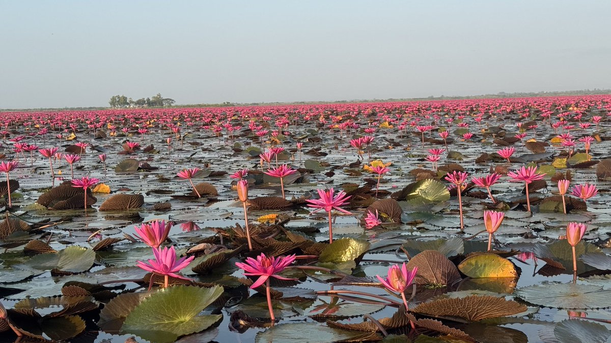 ［あ～りん⊿³🍍］ tweet media