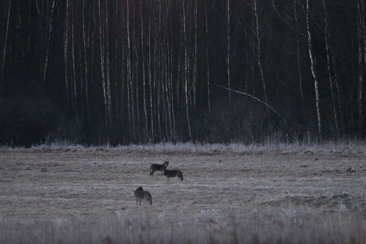 Oliwier Myka tweet media