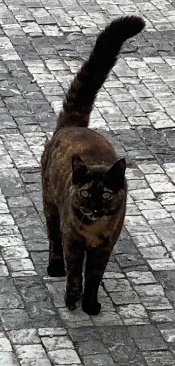 rusen cakir tweet media