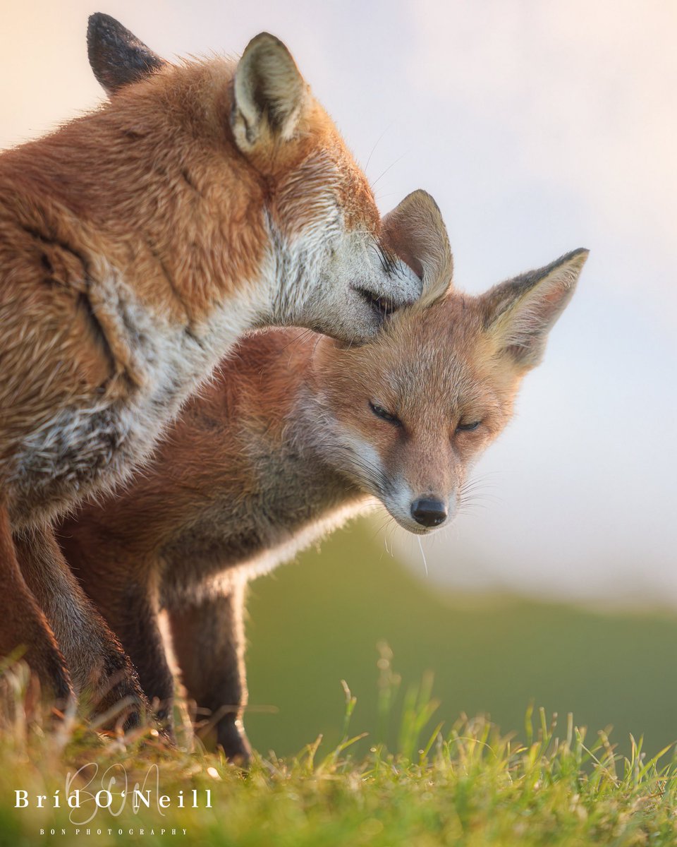 Bríd O'Neill (BON Photography) tweet media