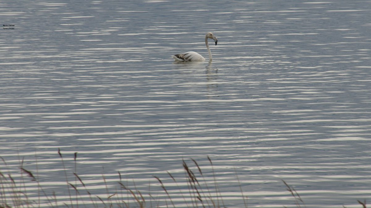 Temperatura 🌡 a las 8h  1.9°
Sensación térmica -4°
Buen y feliz día para todos 
Domingo 15 de marzo
#lagunaDeGallocanta