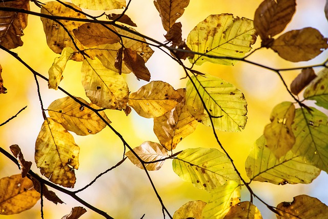 Amber Guzman tweet media