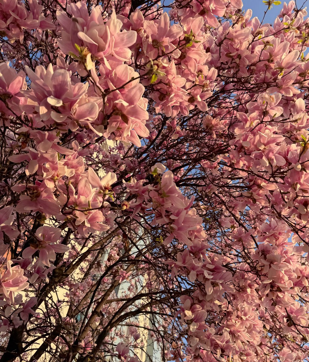 💖บีมมี่💖มิสโคเรีย ᐧ༚̮ᐧ✨ tweet media