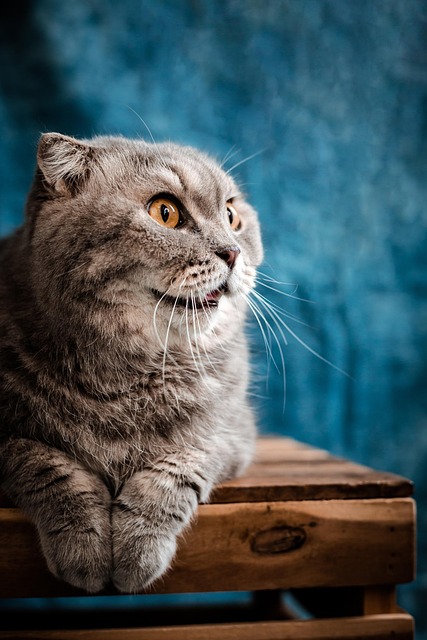 Jeremy Meza tweet media