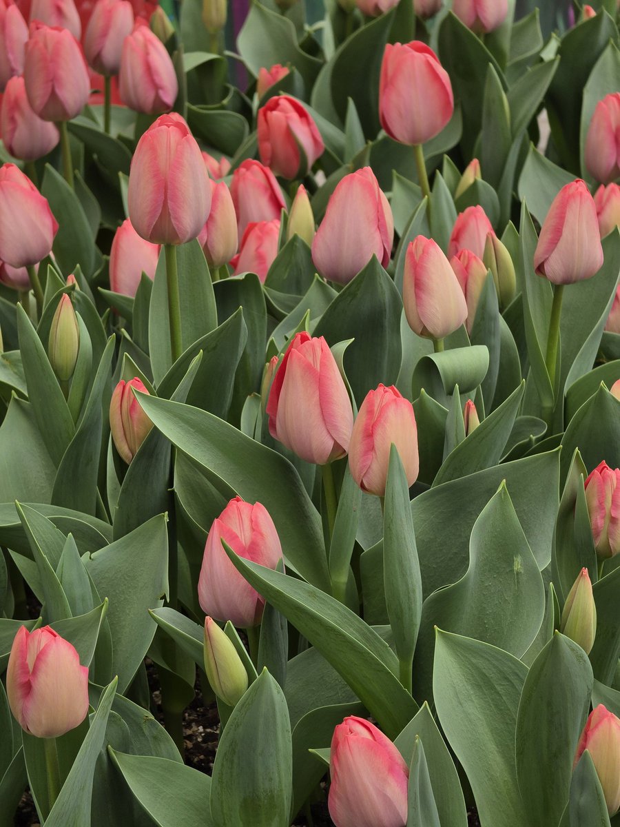 네스🏀 tweet media