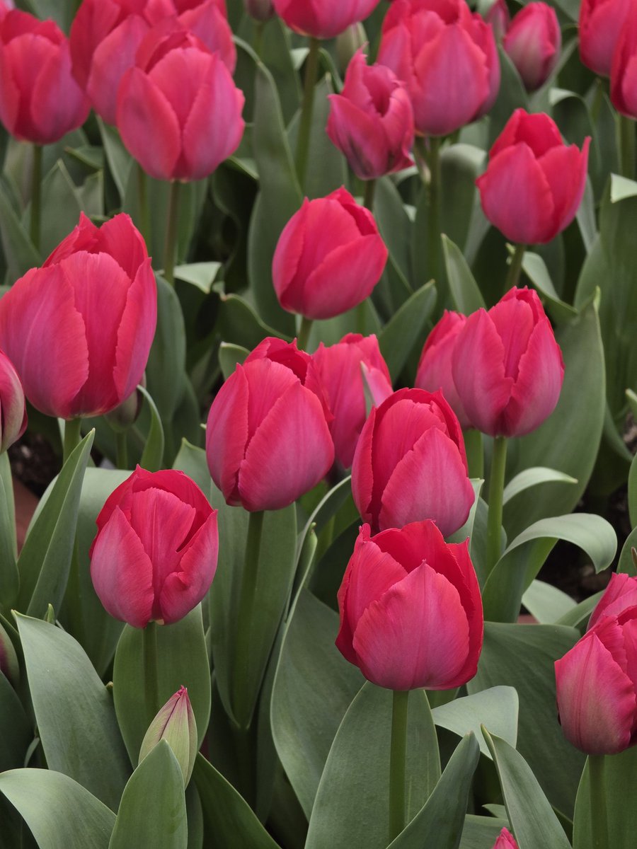 네스🏀 tweet media