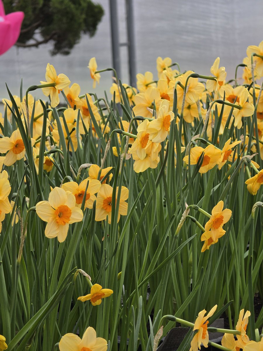 네스🏀 tweet media