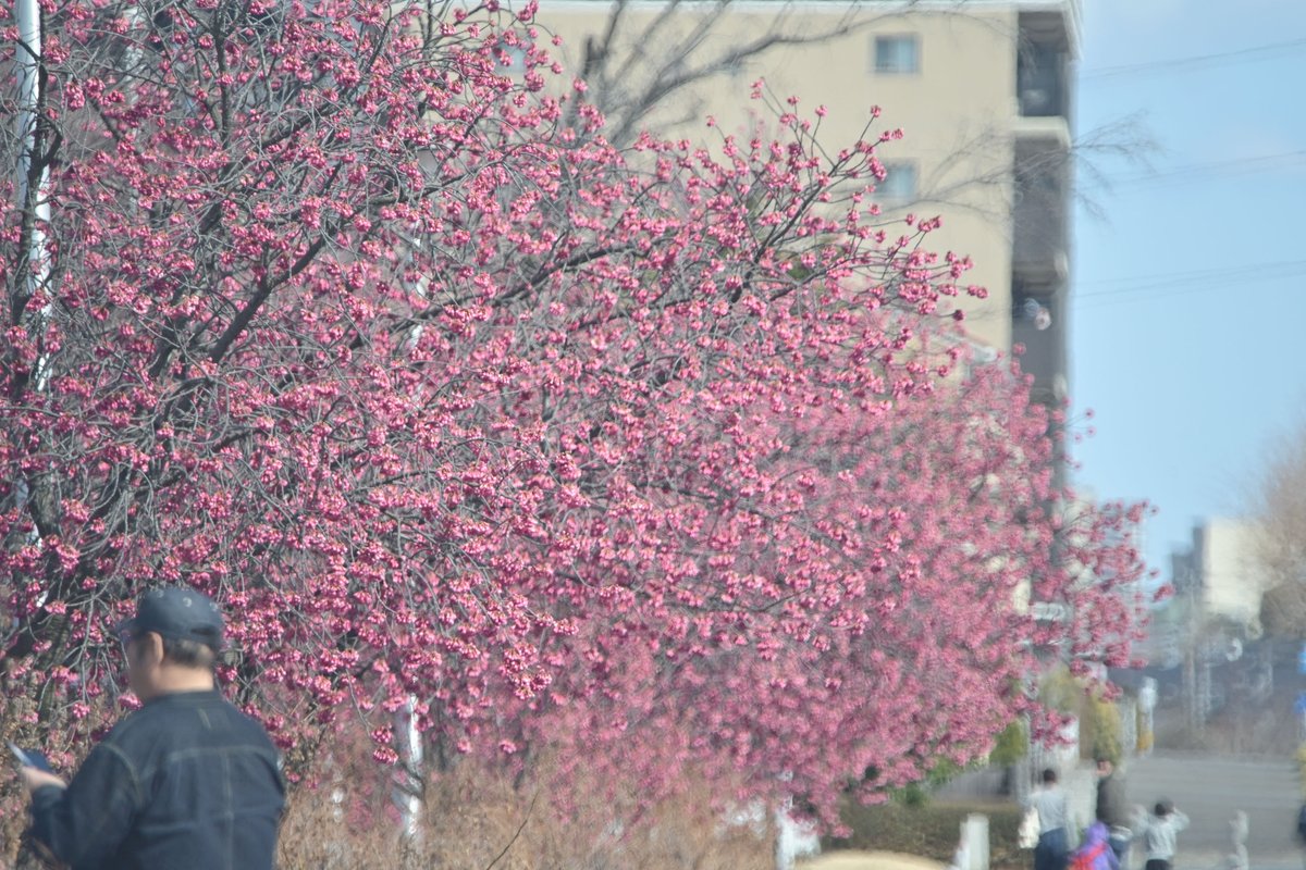 RMC Tokina  500mm 1:8 で写す桜・梅
＃NikonZf