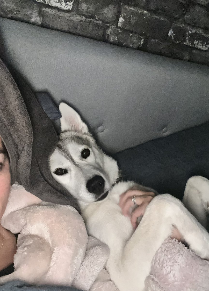 Meika the Mischievous Husky 🐶💜 tweet media