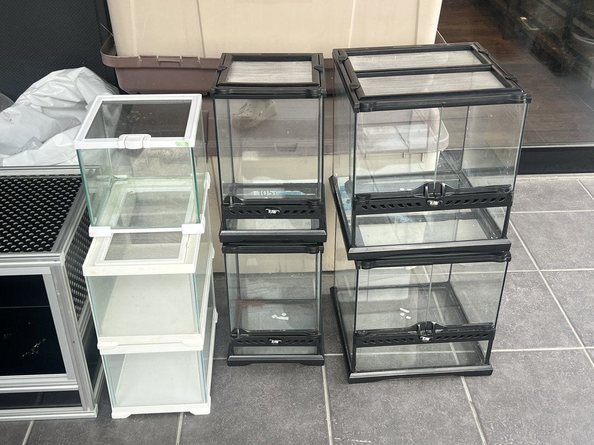 Reptiles Shop Queen tweet media