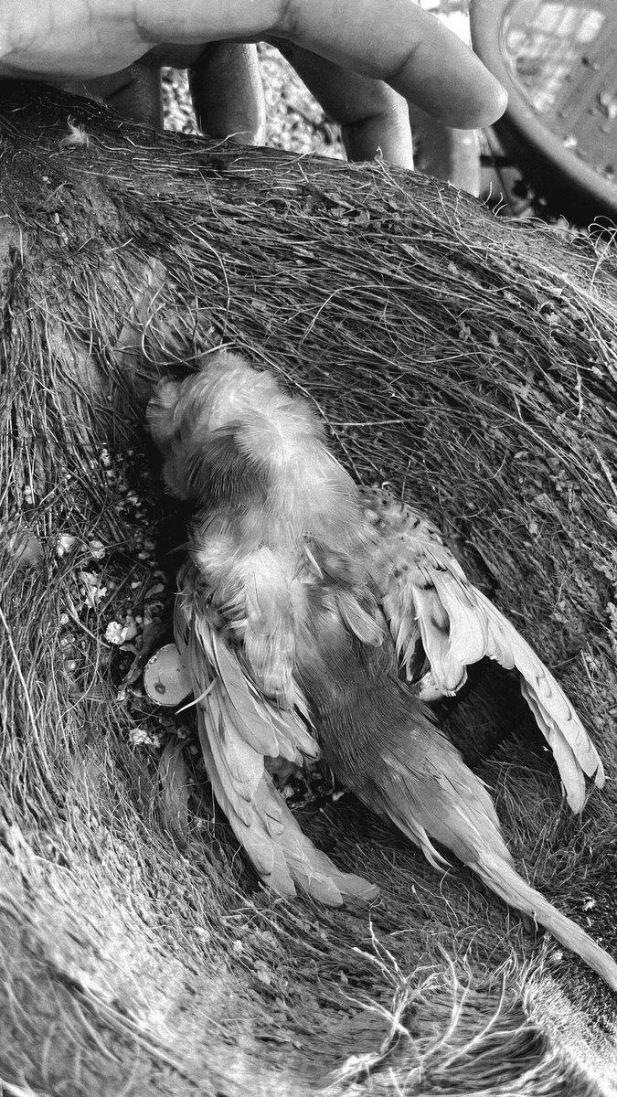 #กัญชาเสรี คุณจะสูบกัญชาเราไม่ว่านะแต่คุณควรสูบอยู่แค่ในบ้านคุณ เหตุการณ์มันเริ่มจากคนงานข้างบ้านมาสูบกัญชาที่ข้างรั้วบ้านเราซึ่งตรงนั้นเราเลี้ยงนกหงส์หยกไว้ประมาณ12ตัว หลังจากนั้นนกเริ่มทยอยตายทีละตัว