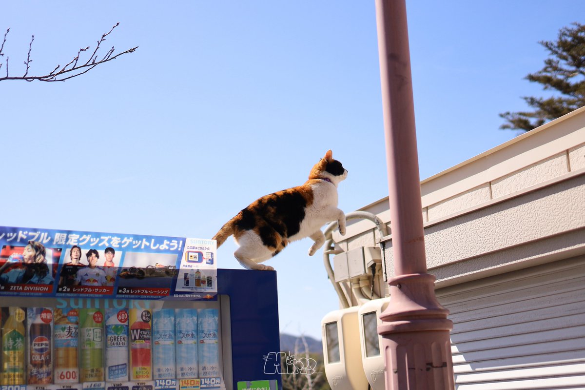 moris03_ds's tweet photo. 会社の合同イベントの打ち上げで仲良くなった方と尾道お写活⸜(* ॑  ॑* )⸝
異性とここまで会話が途切れないのは初めて過ぎて楽しかった🤣
いいお写活友達出来て幸🍀 https://t.co/s6TOwlFfGg