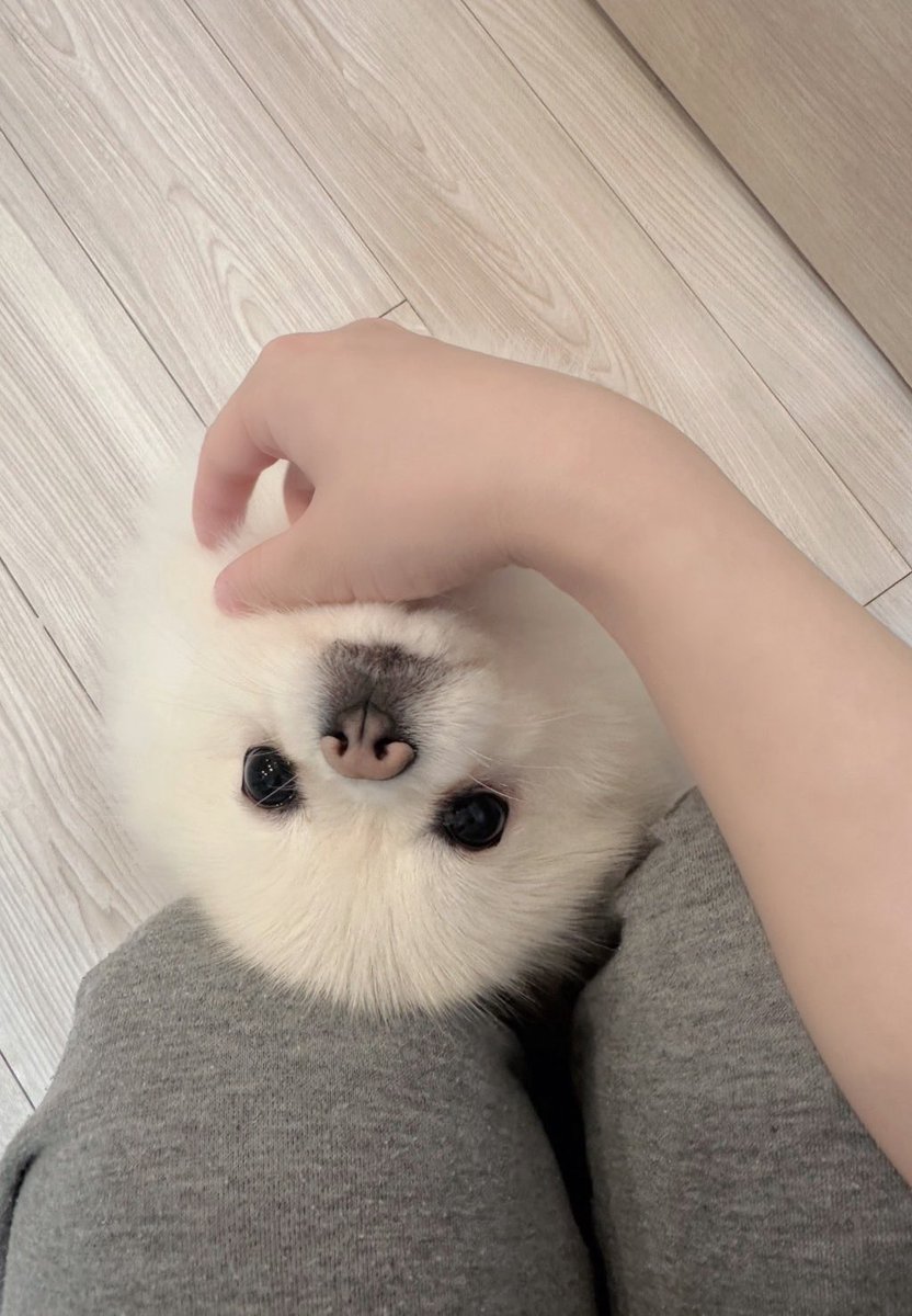 アザラシ...？🦭 https://t.co/PGM5s7THrk