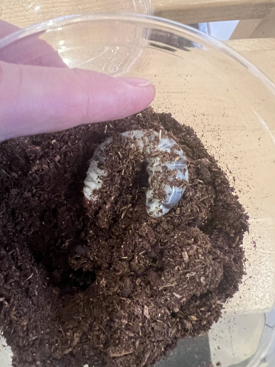 C.S.Model Design WF6-10-08 tweet media