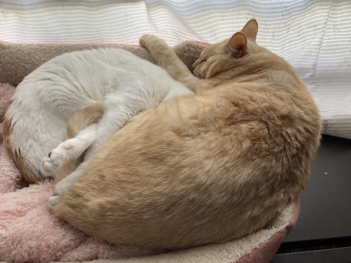 お気に入りベッドできなこも寝たかったみたいで一緒に寝てた
でも、ちゅらとは顔を合わせてるけど宿儺とは離れて…
いつか顔を合わせてねれるかな