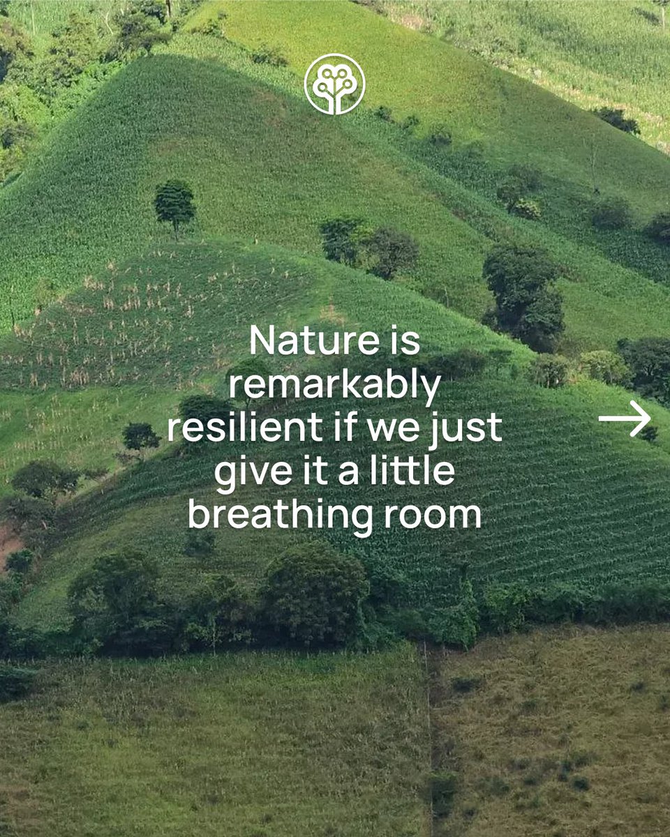 Tree-Nation tweet media