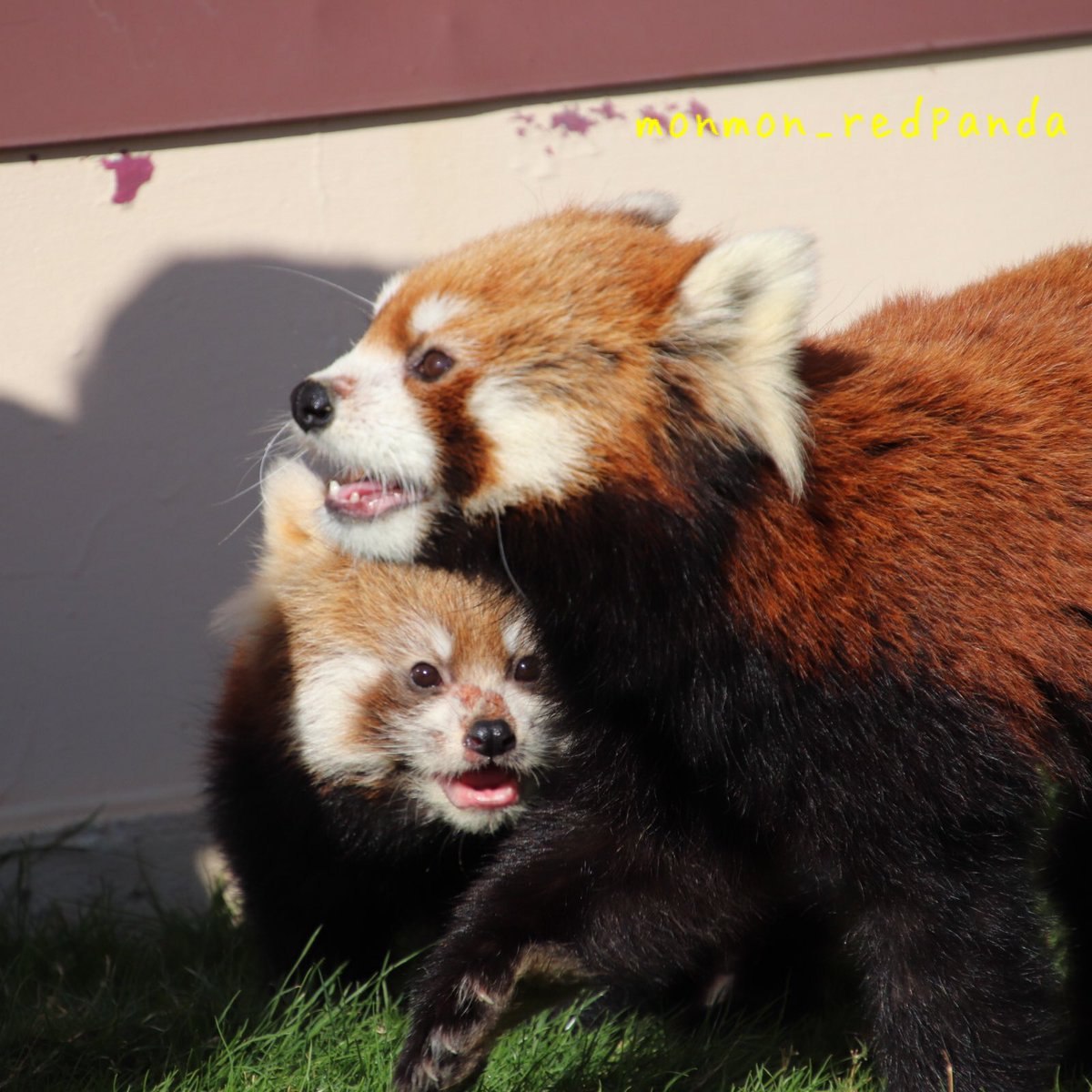 Hourly Wah (Red Panda) tweet media