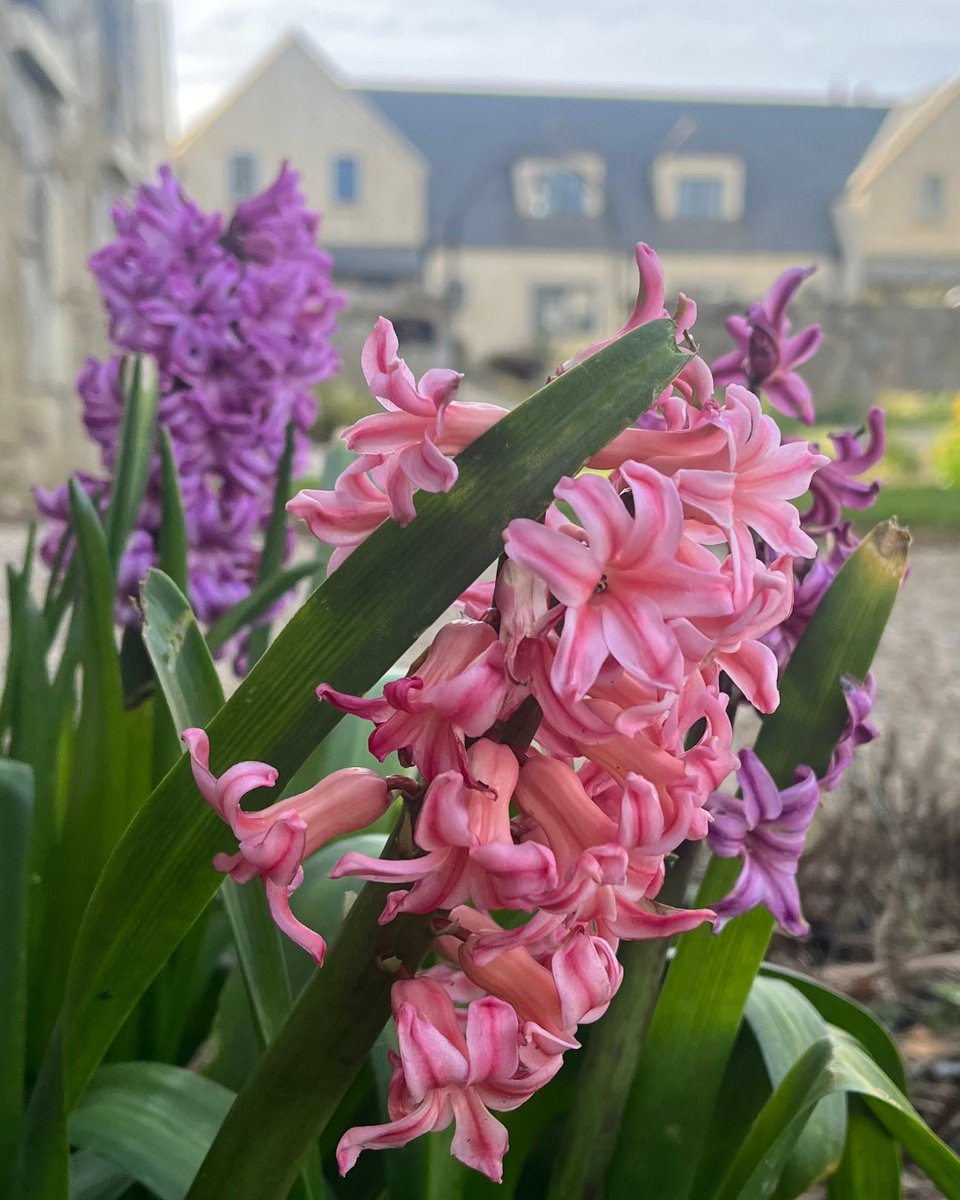 Trump Ireland tweet media