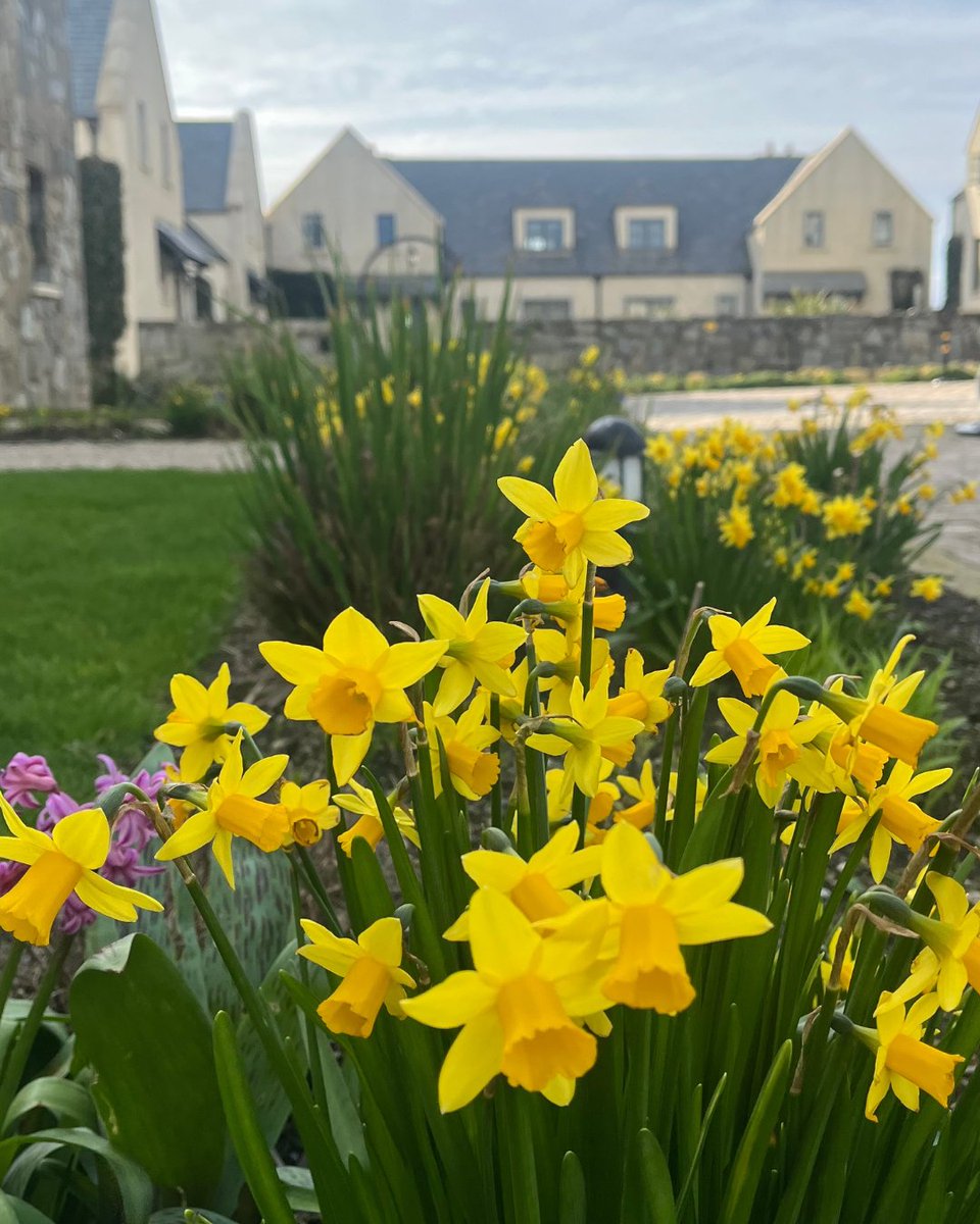 Trump Ireland tweet media