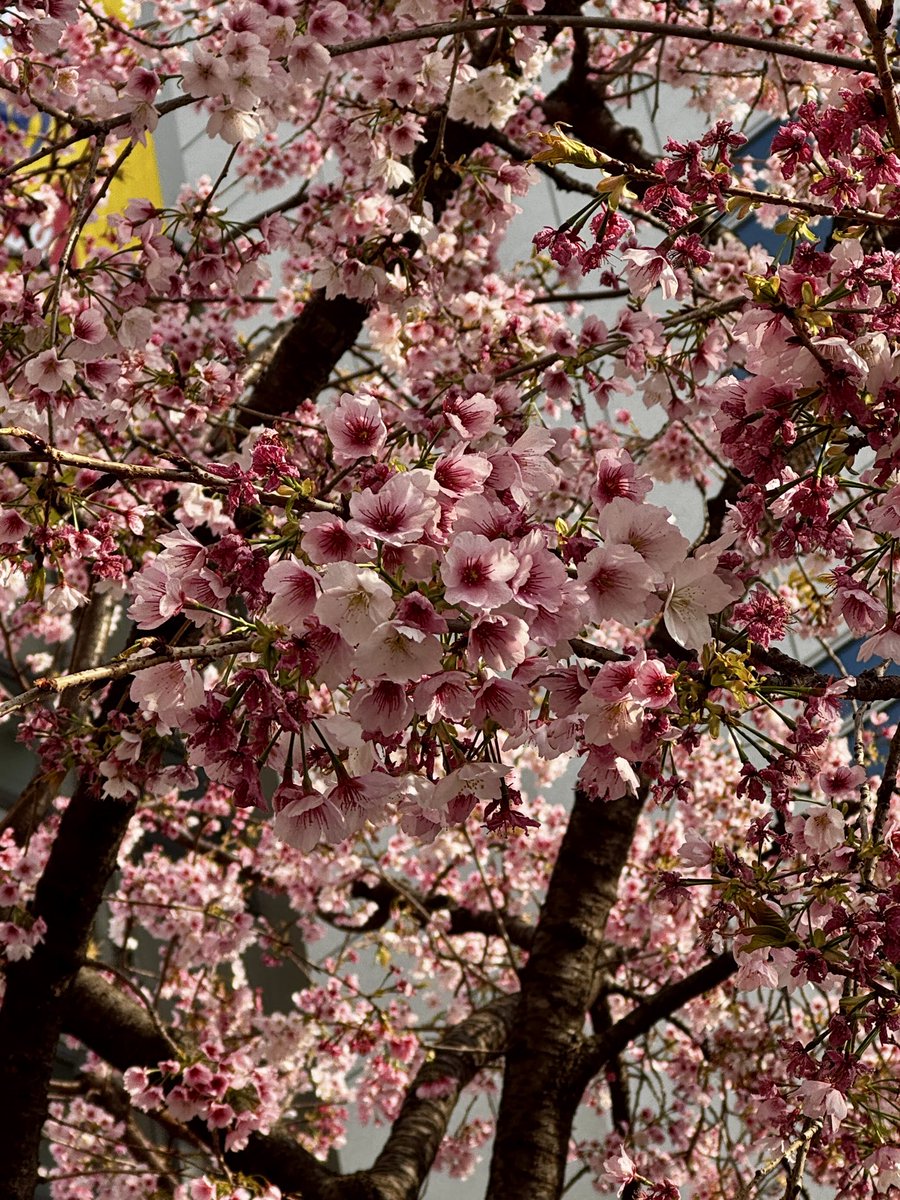 内海聡子＊作編曲家シンガーソングライター＊ tweet media