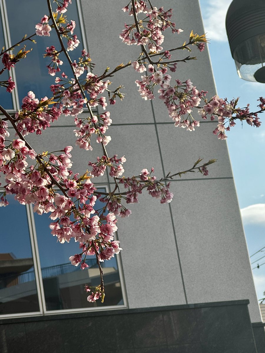 内海聡子＊作編曲家シンガーソングライター＊ tweet media