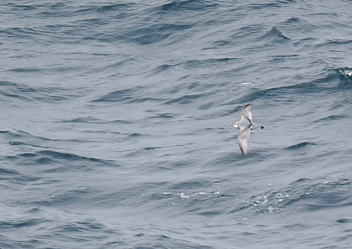 OceanwideExpeditions tweet media