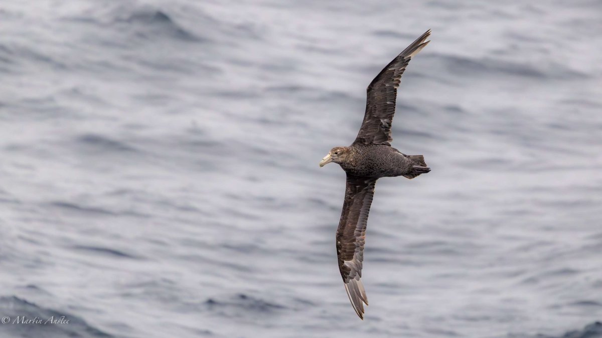 OceanwideExpeditions tweet media