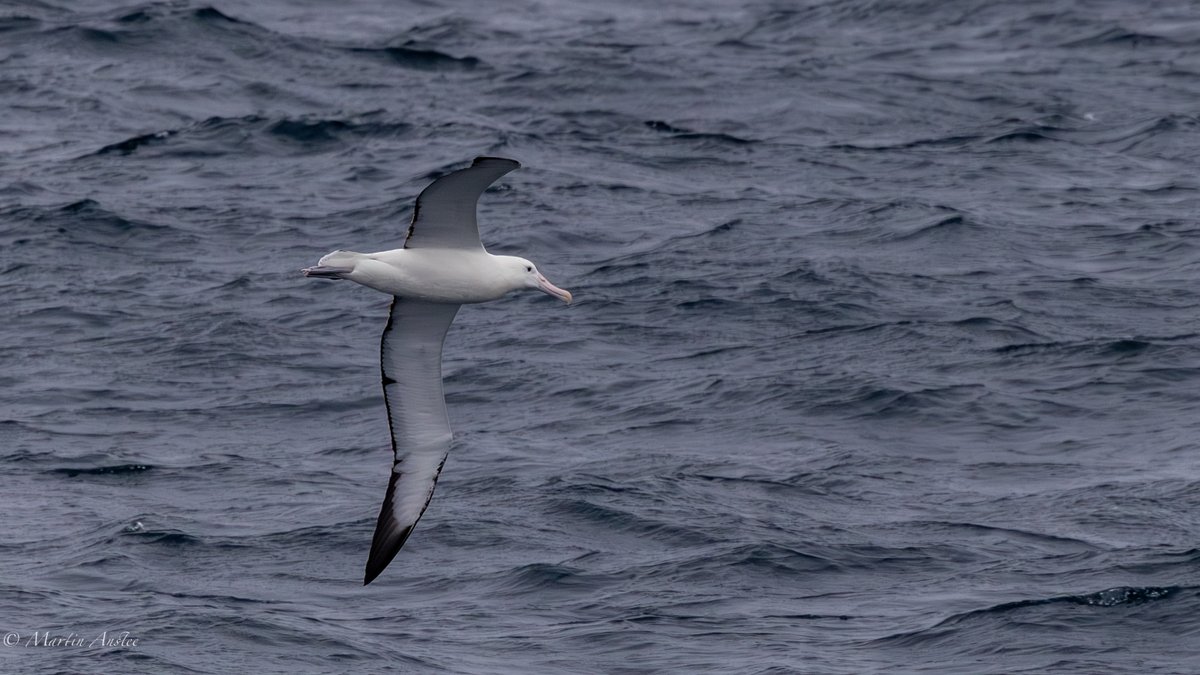 OceanwideExpeditions tweet media