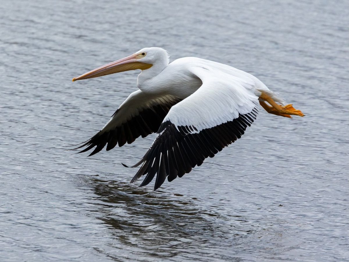 🍉 messy heart made of doughnuts tweet media