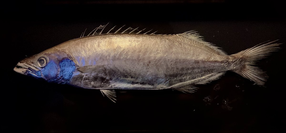 デストロイ=ハカイ tweet media