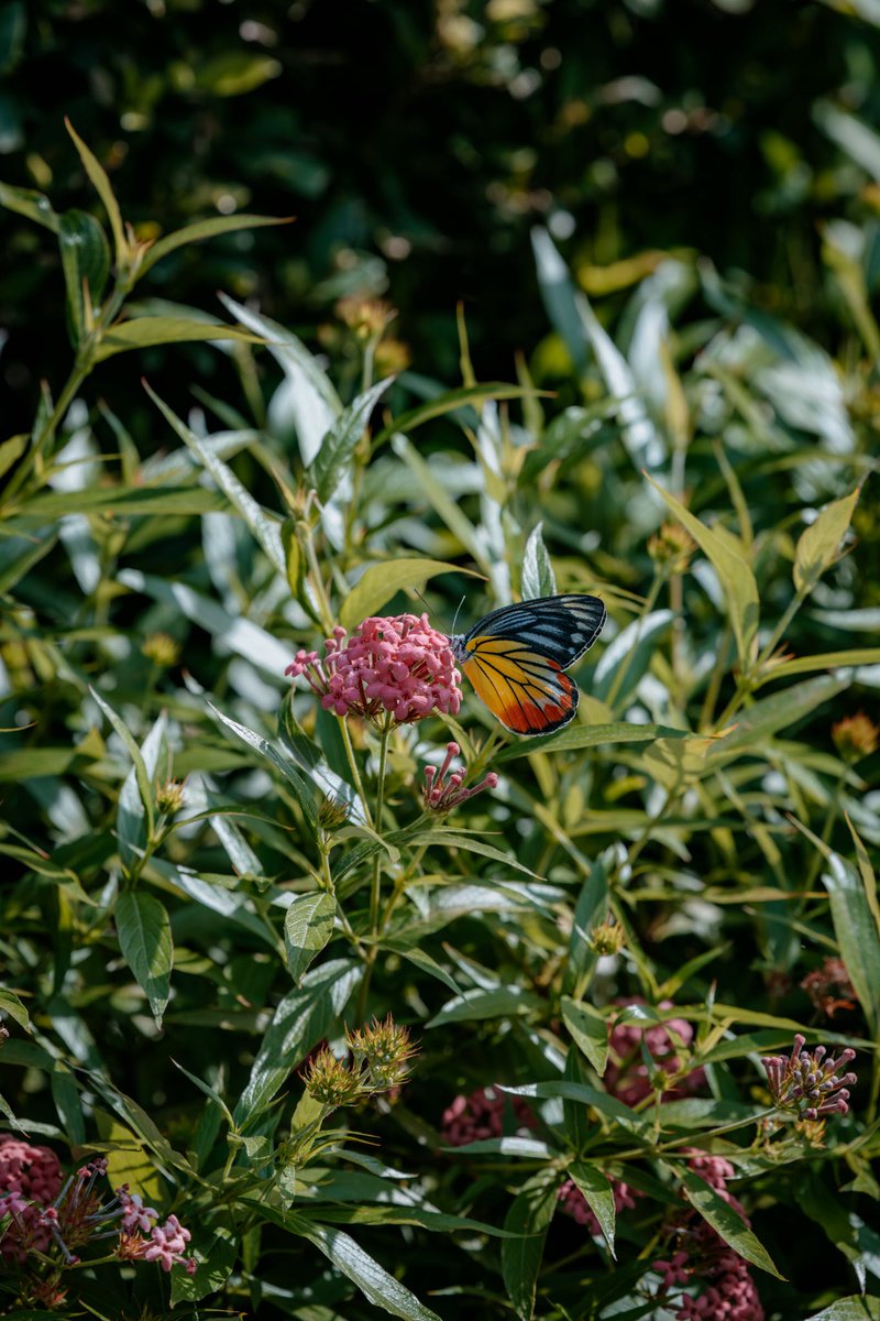 Tomorrowland Thailand tweet media