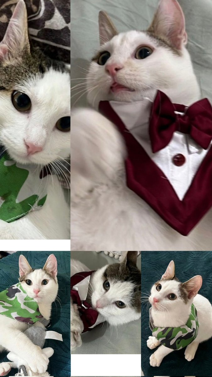 Yüksel Bayram tweet media