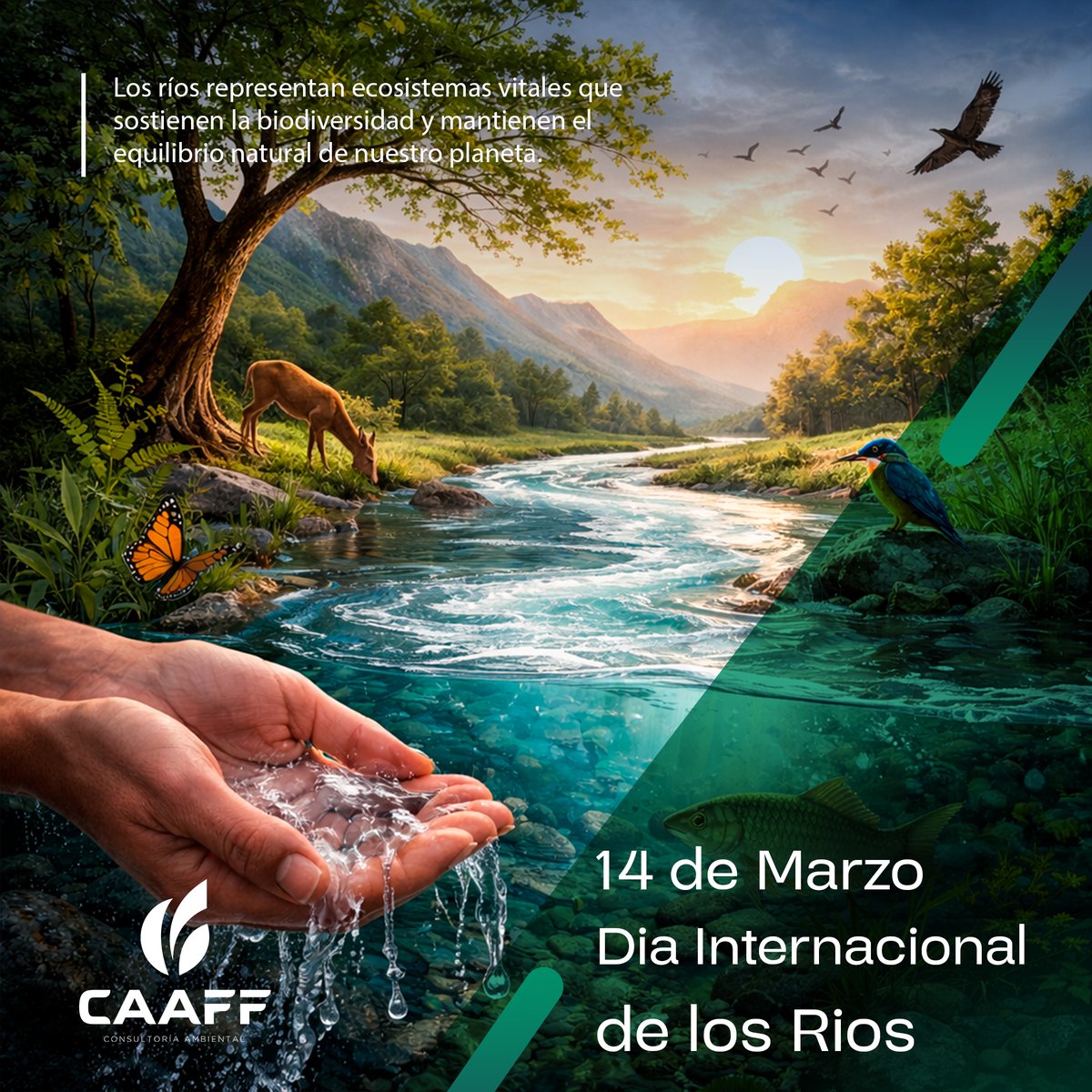 caaff1's tweet photo. En el Día Internacional de los Ríos, recordamos que protegerlos es proteger la vida, la biodiversidad y nuestro futuro. En CAAFF Consultoría Ambiental reafirmamos nuestro compromiso con el cuidado de los recursos hídricos. 💧🌿
#DíaInternacionalDeLosRíos #CAAFF #MedioAmbiente https://t.co/1xqGmr3QUq