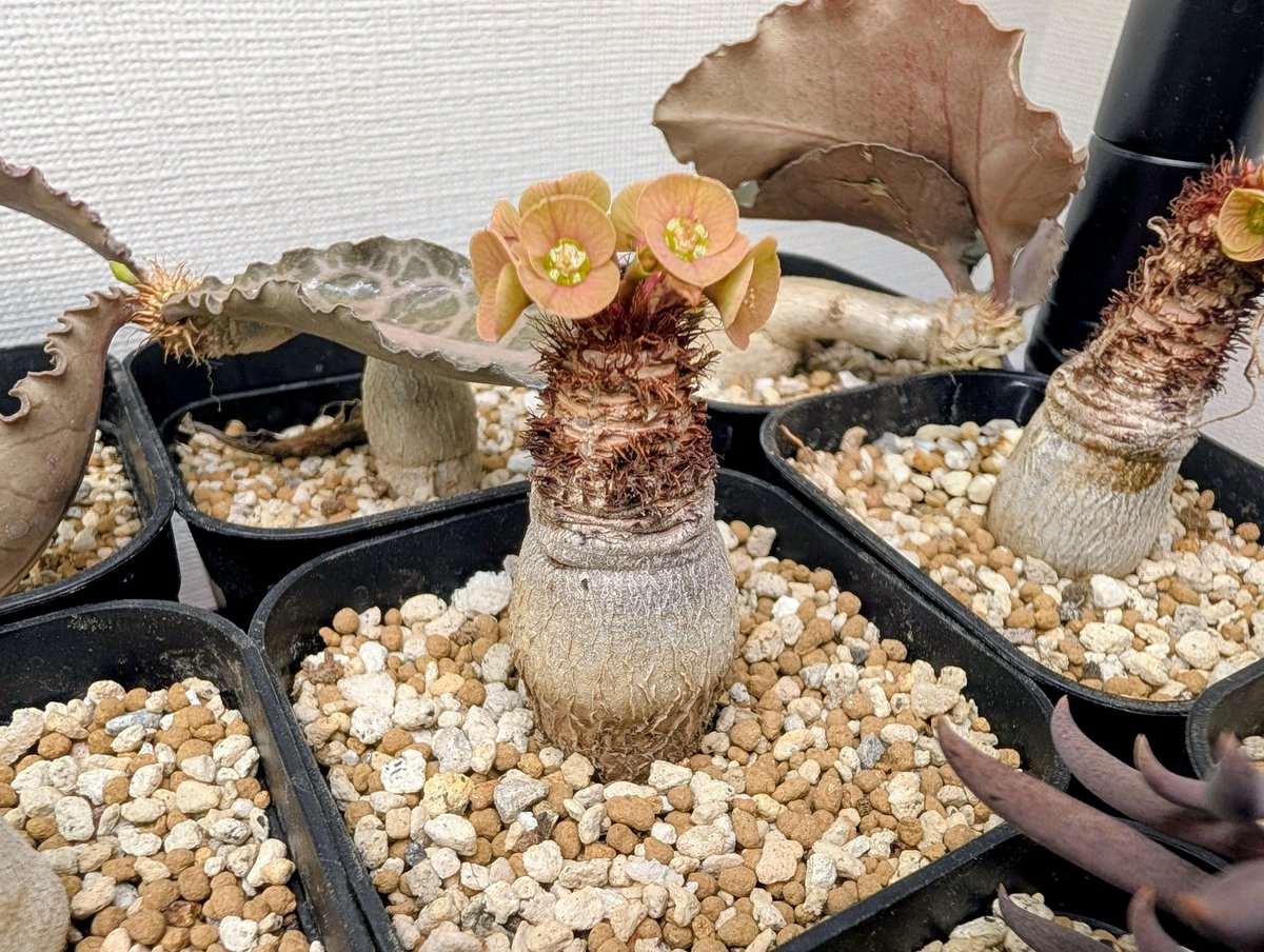 taniku2084's tweet photo. Euphorbia ramena
ここ4ヶ月ぐらいこんな感じ
そろそろ花の体力を塊根のほうに回してほしい…
#塊根植物 #ユーフォルビア #ラメナ https://t.co/MYLoNnMjUq