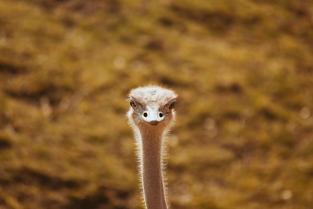 Brooke Robinson tweet media