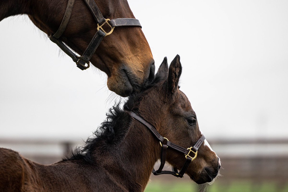 NatStudStallion's tweet photo. Wishing all wonderful mums, both human and equine, a very happy Mother’s Day ♥️

#NationalStud #FoalingSeason #MothersDay https://t.co/niwNZEVs3B