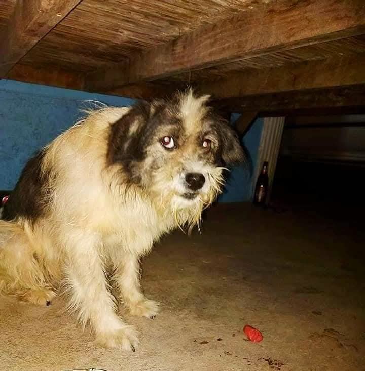 TheSoundOfAnim2's tweet image. ✨ TINKA – AVANT / APRÈS ✨
Aujourd’hui, son regard brille ✨
Un vrai petit nounours… et une belle renaissance.❤️🐾
 #avantapres #doglove #transform