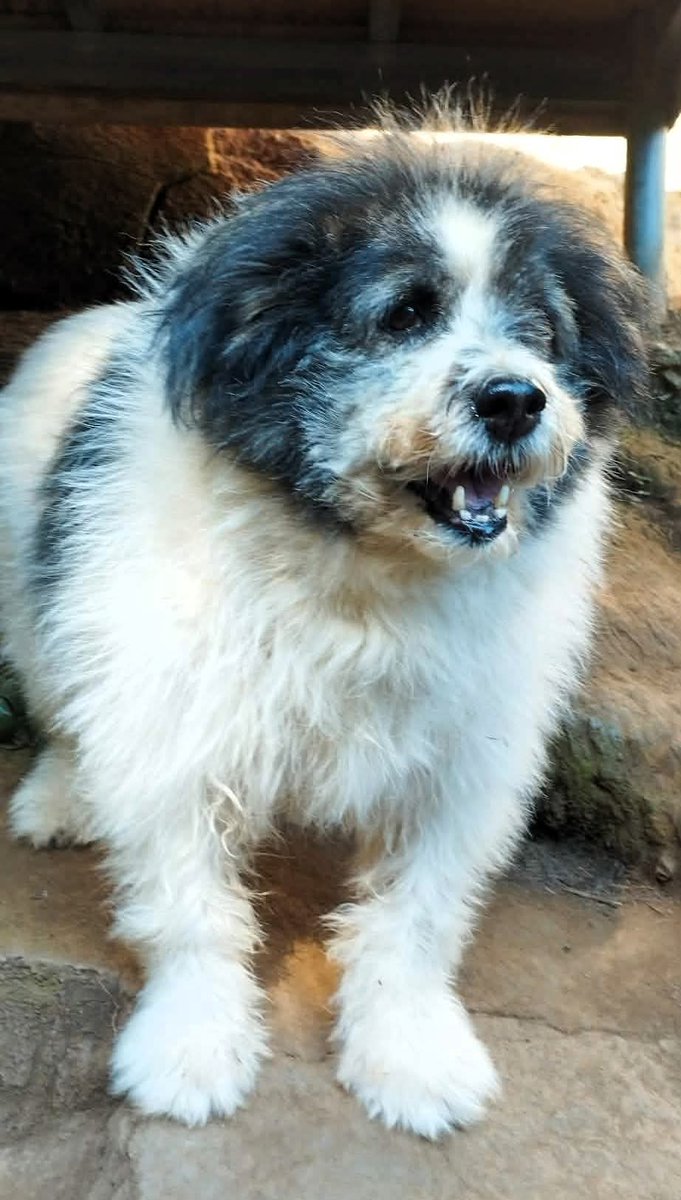 TheSoundOfAnim2's tweet image. ✨ TINKA – AVANT / APRÈS ✨
Aujourd’hui, son regard brille ✨
Un vrai petit nounours… et une belle renaissance.❤️🐾
 #avantapres #doglove #transform