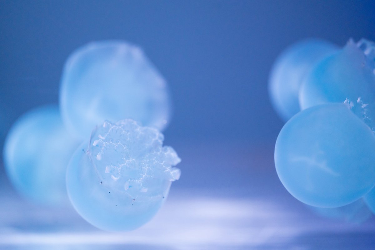 妖精のようなクラゲさん達