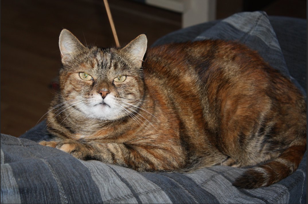 Ton,Benga,Simba.Tegen Eu,Nexit,anti links,Pvv tweet media