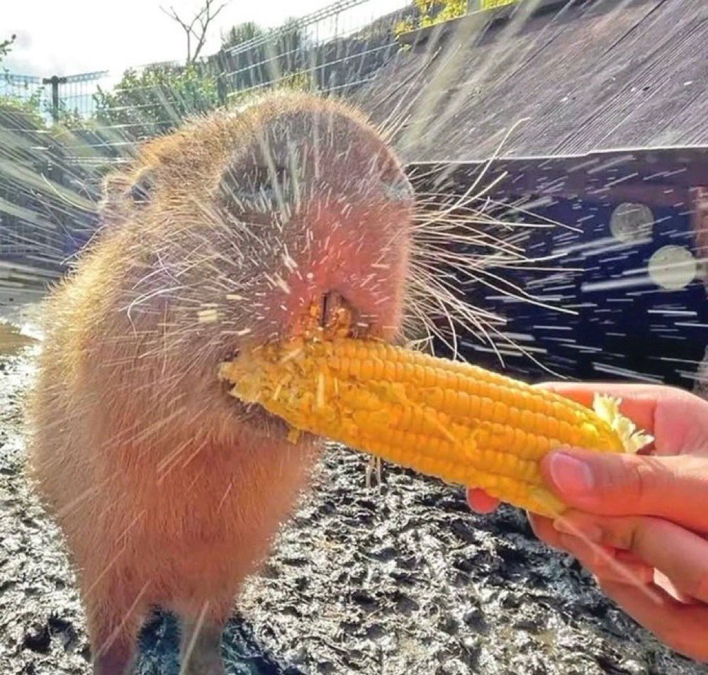 Cursed Food Daily (@cursedfooddaily) on Twitter photo 