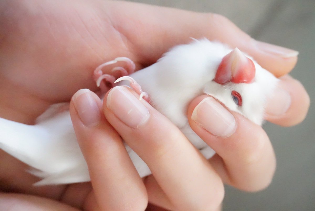 これはとても嬉しそうな小鳥（その後爪を切られました）