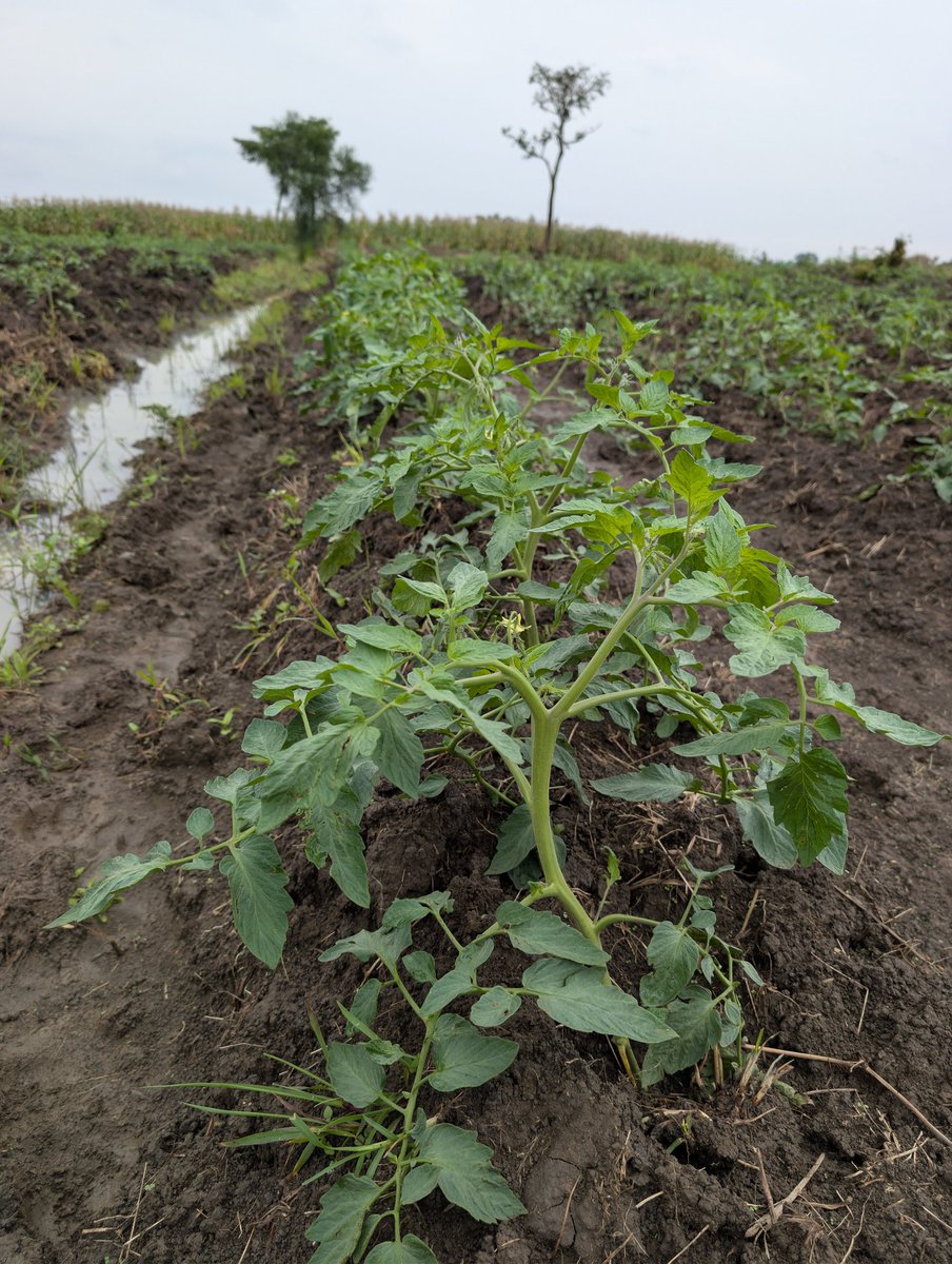 Themkulima tweet media